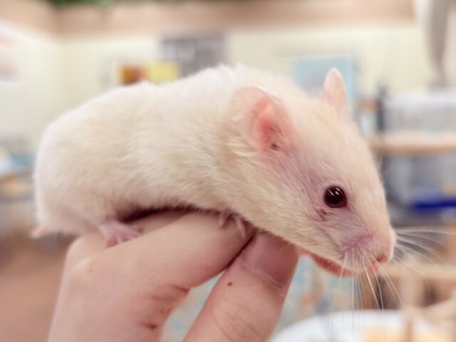 カラーハムスター
