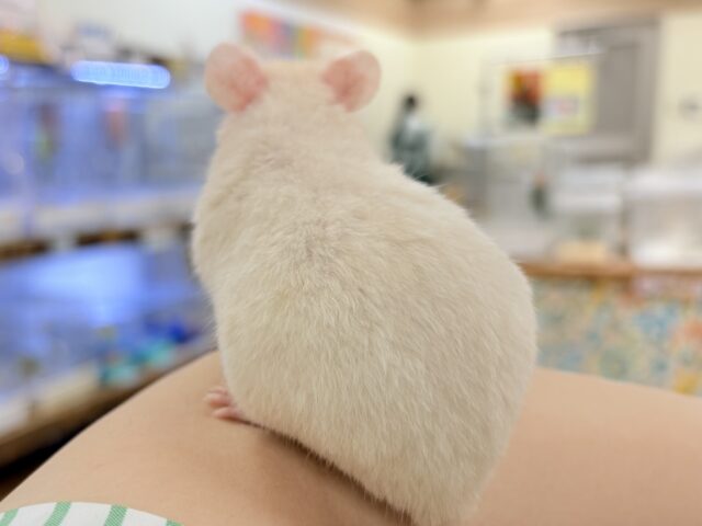 カラーハムスター