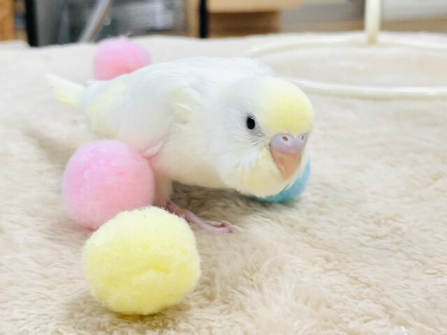 セキセイインコ