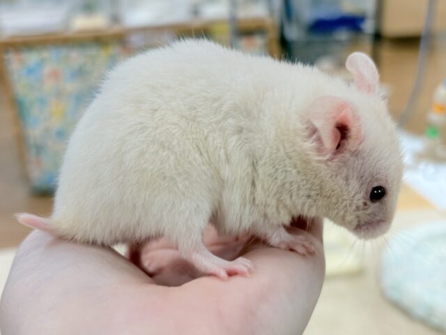 カラーハムスター