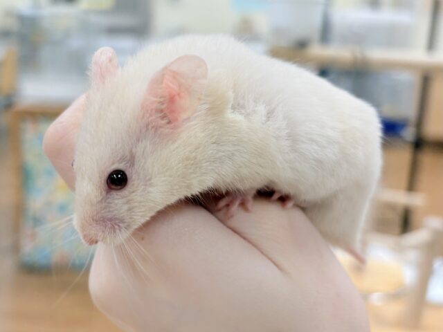 カラーハムスター