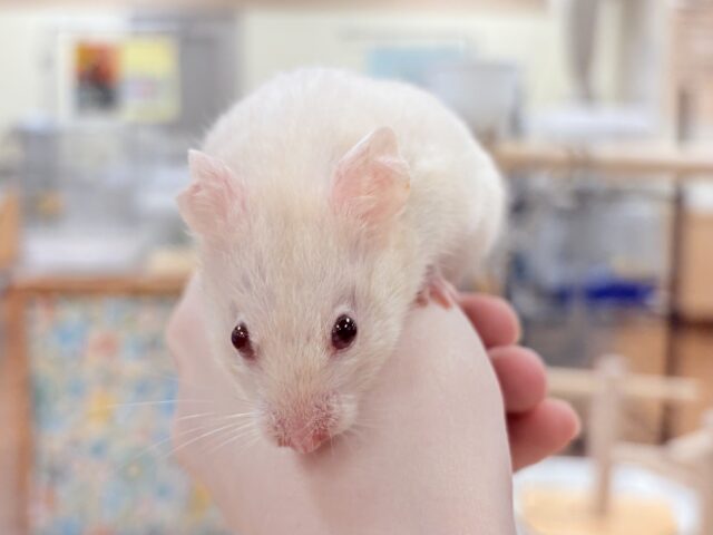 カラーハムスター