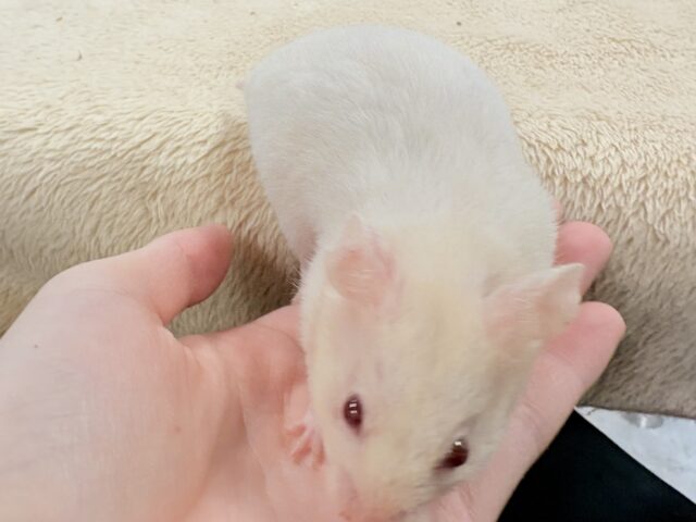 カラーハムスター