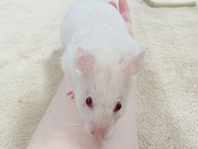 カラーハムスター