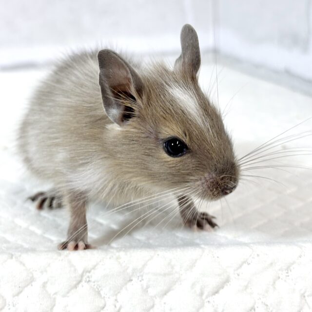 デグー ブルーパイド 女の子 💎️.*･ﾟෆ˚･*.