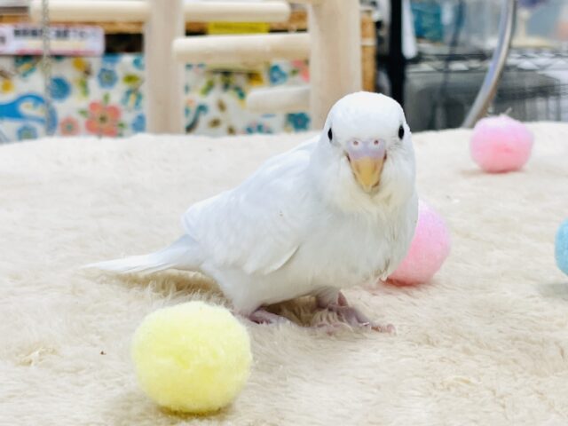 セキセイインコ