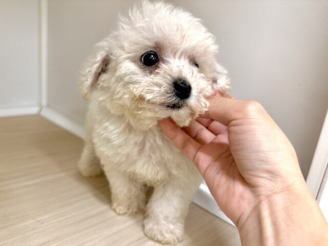 ビションフリーゼ