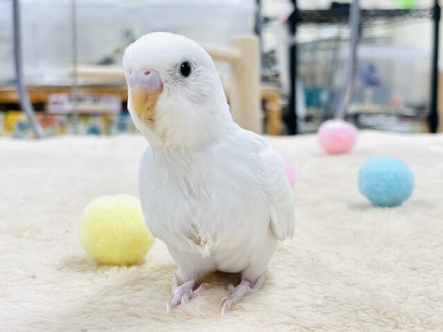 セキセイインコ