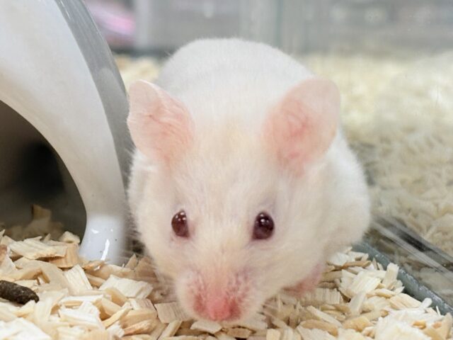 超絶的な魅力‼️ルビーアイのカラーハムスター❣️(女の子)