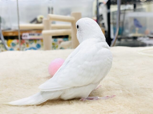 セキセイインコ
