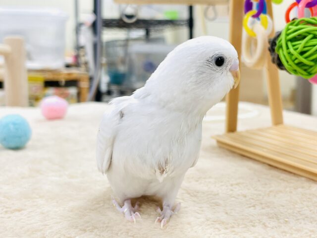 セキセイインコ