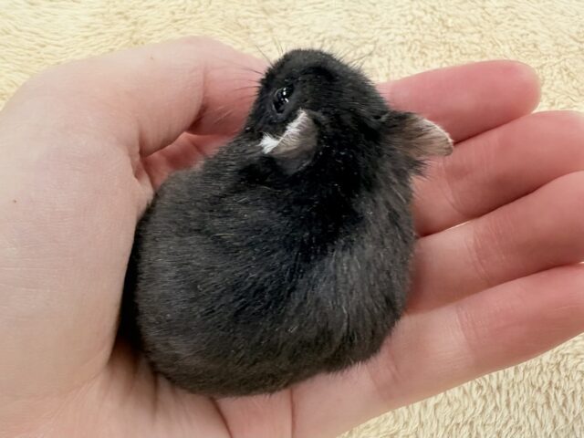 モチモチタピオカ🧋💖ブラックジャンガリアンハムスター❣️(女の子) ジャンガリアン