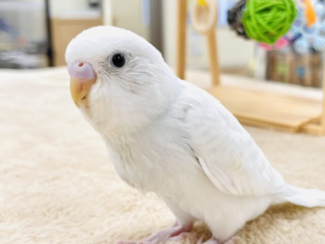 【最新画像】天使のような可愛さ🤍セキセイインコ（ダブルファクター）ヒナ