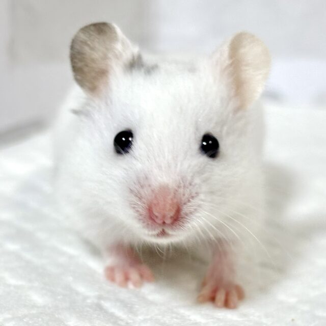 ダルメシアンハムスター 男の子 ‎🤍🖤‪🐹