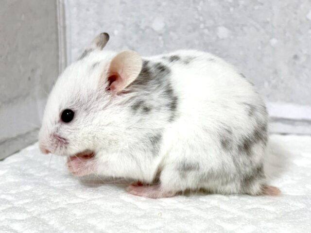 ゴールデンハムスター