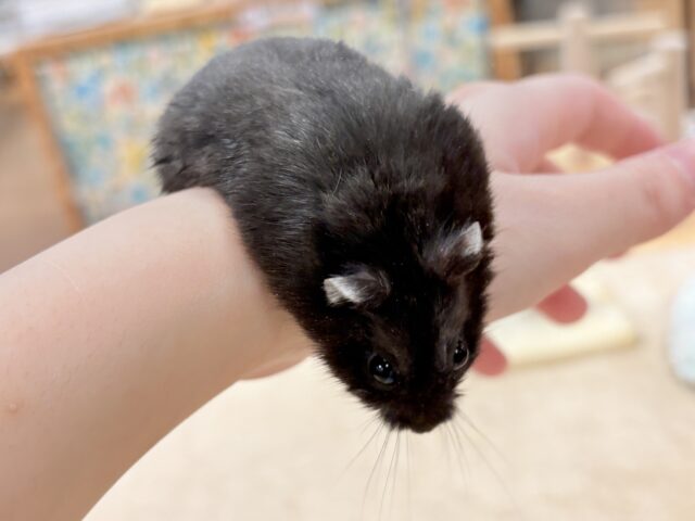 ジャンガリアン