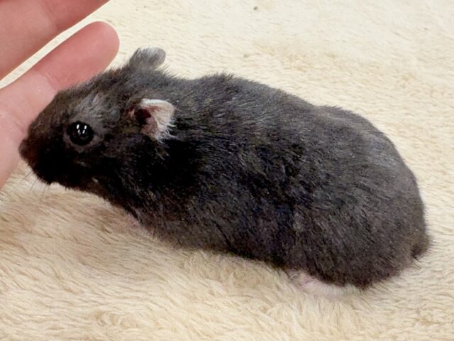 ジャンガリアン