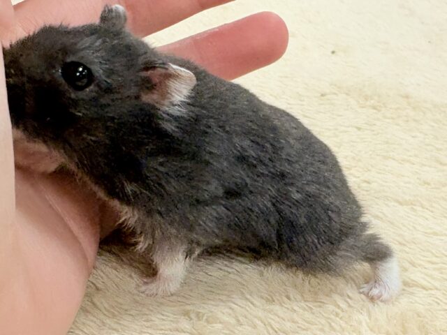 ジャンガリアン