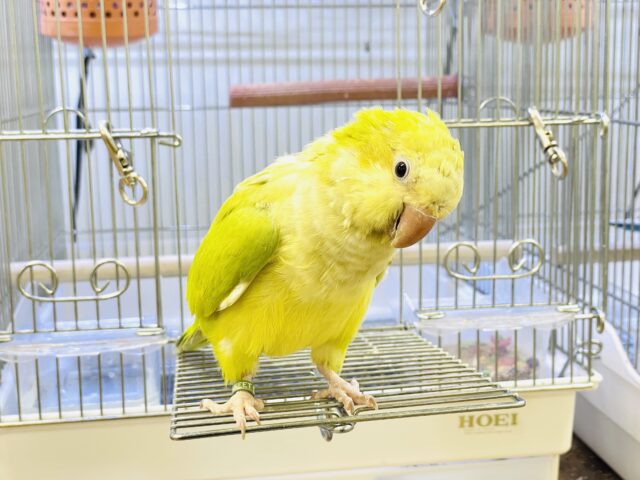 オキナインコ