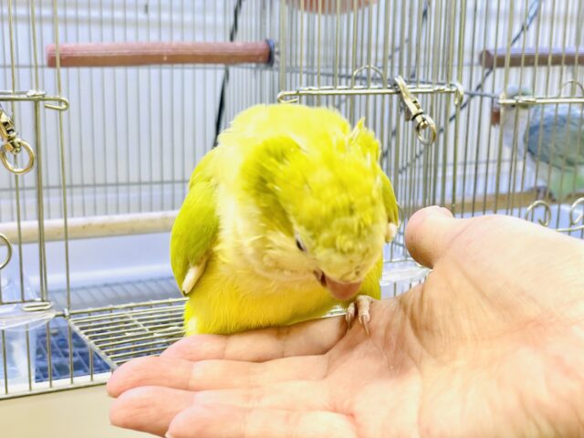 オキナインコ