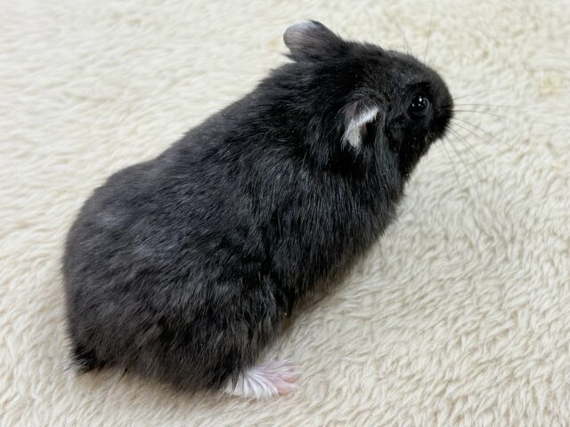 ジャンガリアン