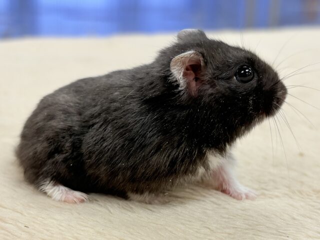 ジャンガリアン