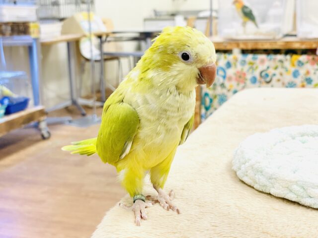 オキナインコ