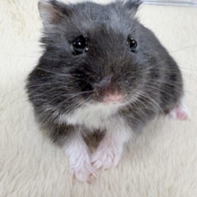 ツヤある漆黒ボディー🫶🖤ブラックジャンガリアンハムスター❣️(男の子)