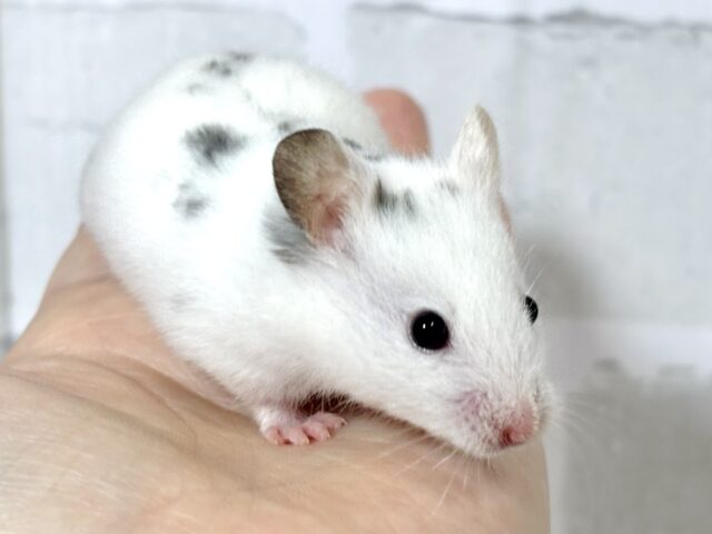 ゴールデンハムスター