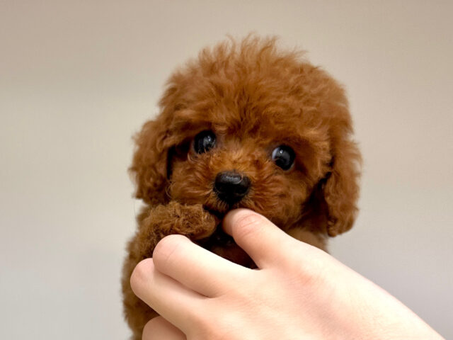 トイプードル