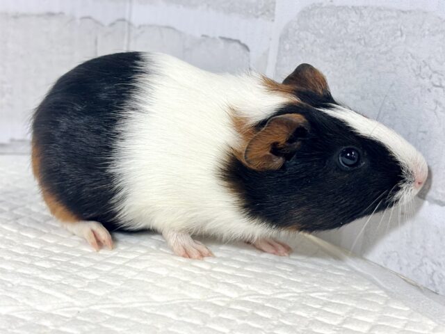 イングリッシュモルモット