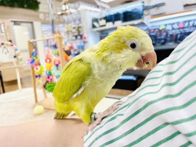 オキナインコ
