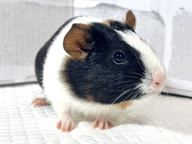 イングリッシュモルモット 女の子 🎀‪🐹･.｡*･.｡*