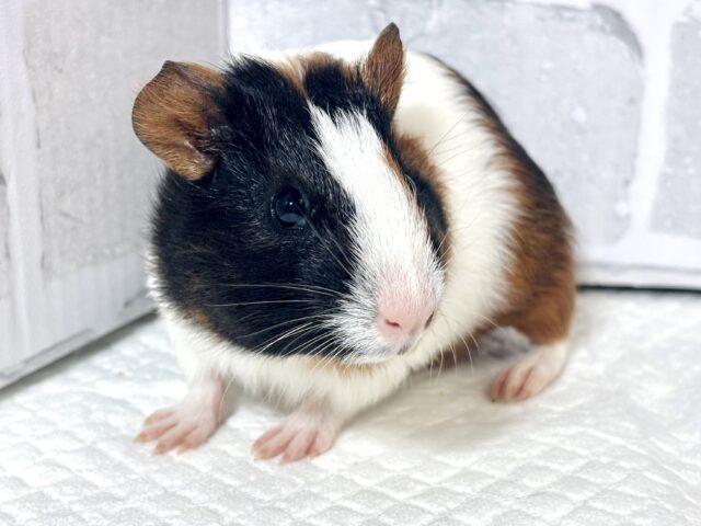 イングリッシュモルモット