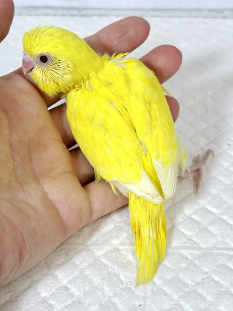厳しい冬の前にセキセイインコちゃんず 来てくれました〜! セキセイインコ