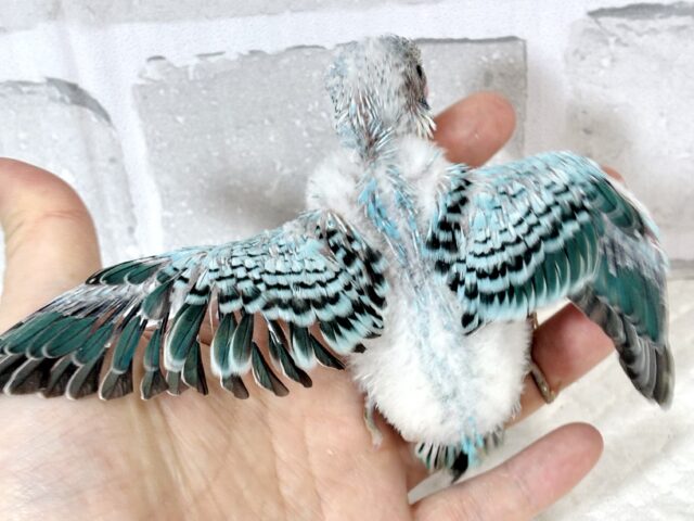 厳しい冬の前にセキセイインコちゃんず 来てくれました〜! セキセイインコ