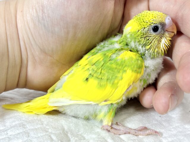 厳しい冬の前にセキセイインコちゃんず 来てくれました〜! セキセイインコ