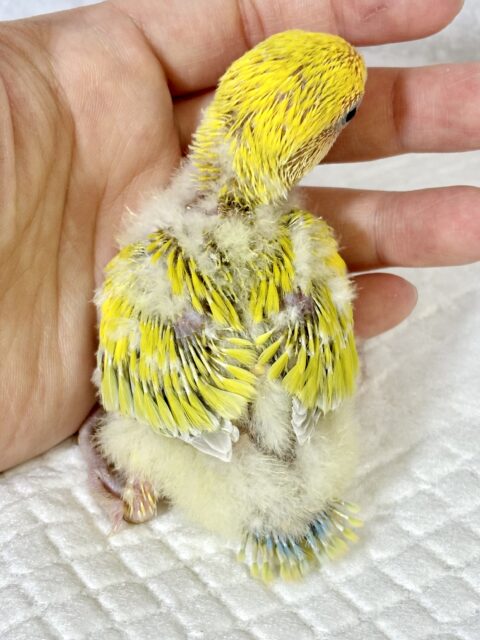 コザクラインコ（小桜インコ）