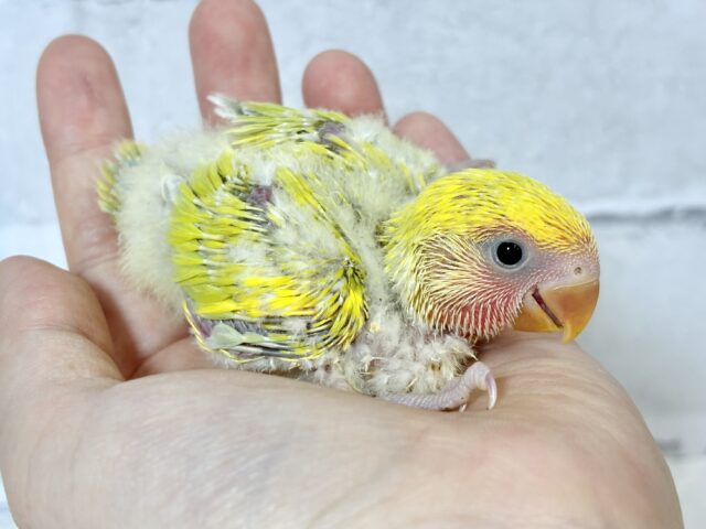 コザクラインコ（小桜インコ）