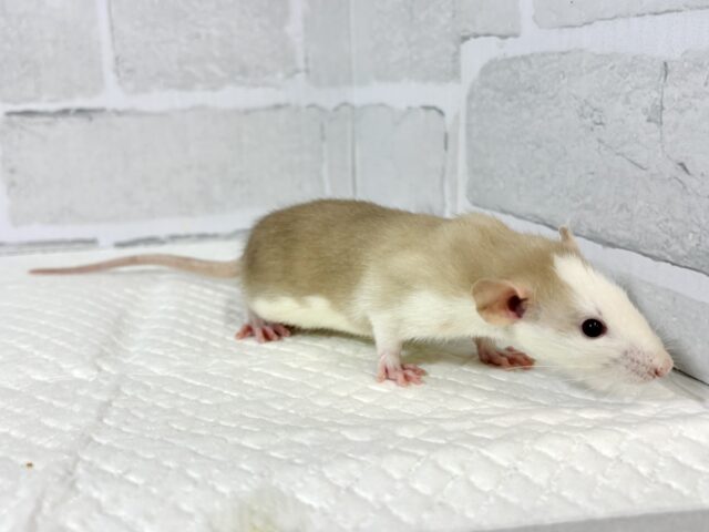 ファンシーラット