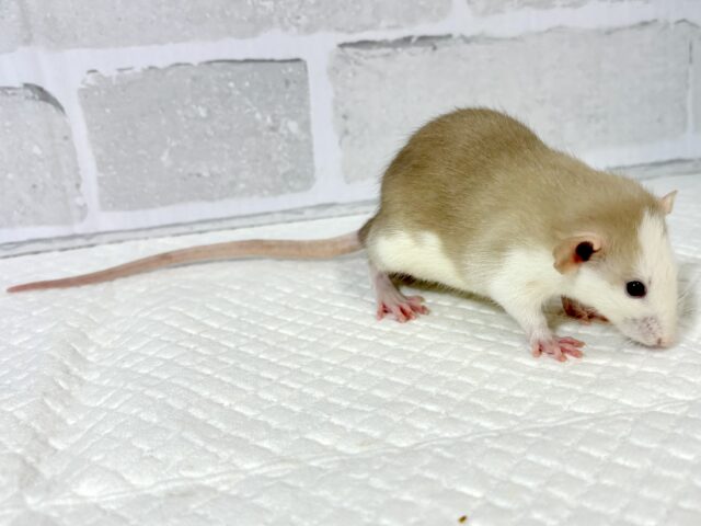 ファンシーラット