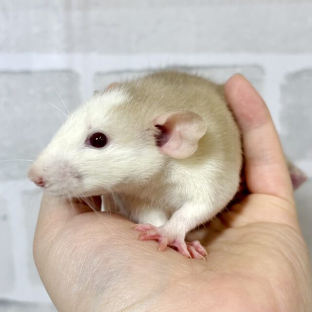 ファンシーラット