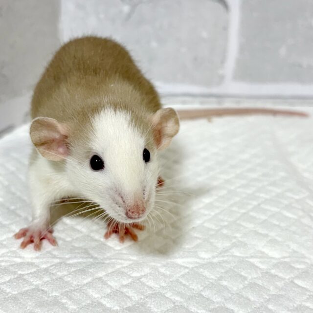 ファンシーラット 男の子 ベージュ系 ‪🧡‬‪‪🤎🥞