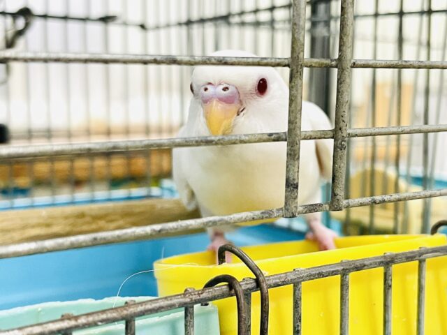 セキセイインコ