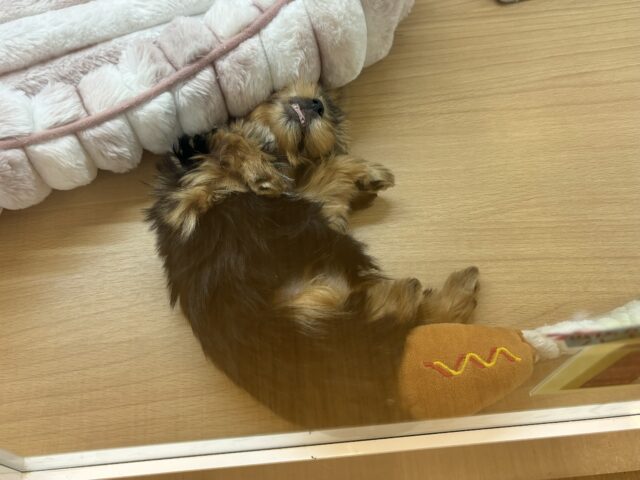 ヨークシャテリア