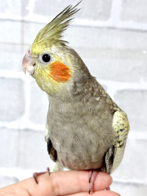 オカメインコ