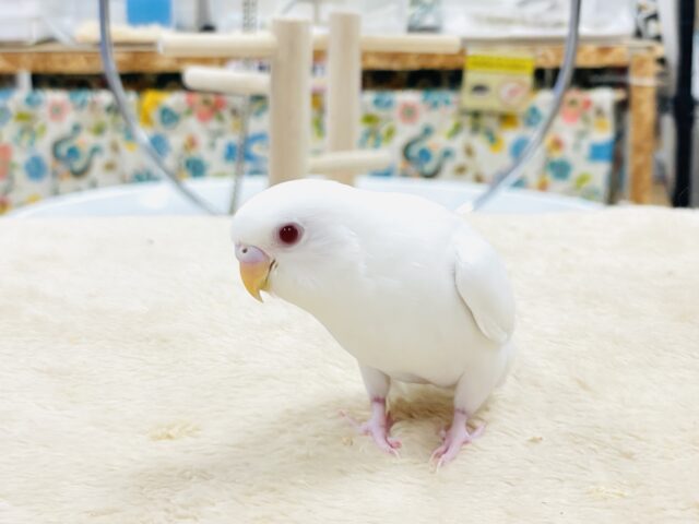 セキセイインコ