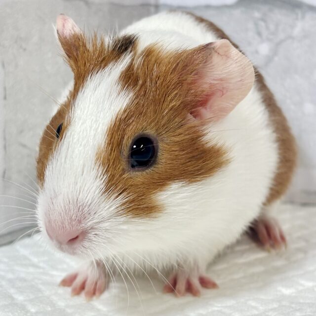 イングリッシュモルモット 女の子 ブラウン×ホワイト ‪꒰(•ㅈ•)꒱‬ぷいぷい♡̴⟡.˚