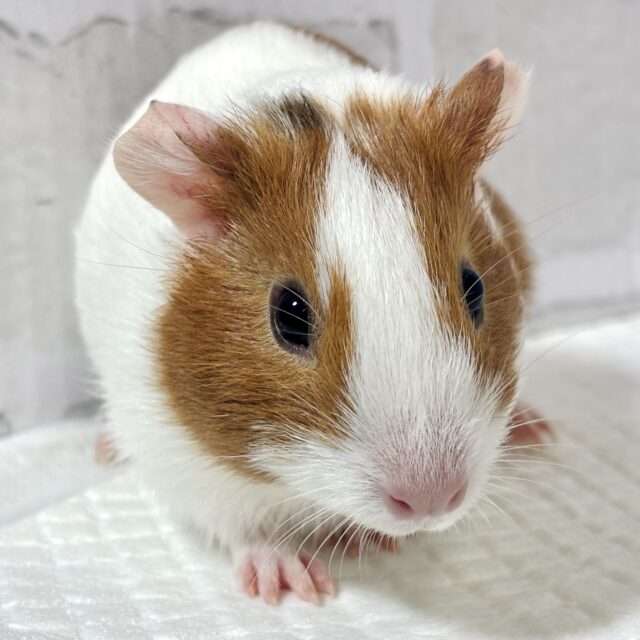 イングリッシュモルモット 女の子 ブラウン×ホワイト ꒰(•ㅈ•)꒱ぷいぷい♡̴⟡.˚ イングリッシュモルモット