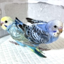 冬の香りが近づく中セキセイインコちゃん２羽来てくれました〜❄️*.ﾟ